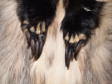 Badger with Front Claws