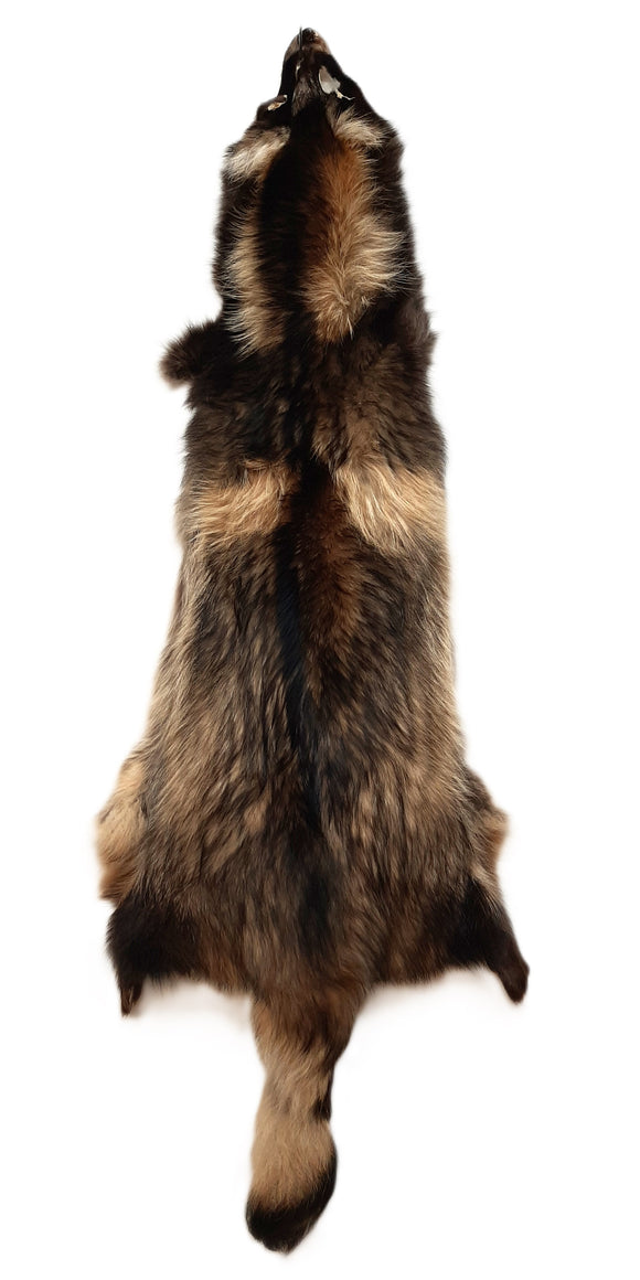 Finn Raccoon Dog Tanuki Fur Pelt (Finland), Tanned