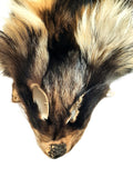 Finn Raccoon Dog Tanuki Fur Pelt (Finland), Tanned