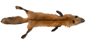 Red Fox Pelt, Imperfect