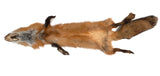 Red Fox Pelt, Imperfect