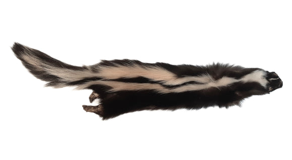 Skunk with Feet & Claws