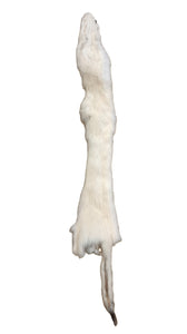 Weasel, Natural White