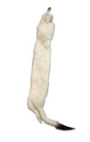 Weasel, Natural White