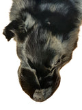 Black (Dyed) Fox, Ranched