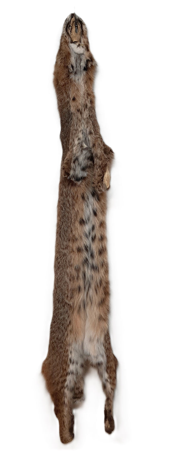 Bobcat (Lynx rufus) Pelt, Damaged