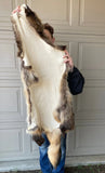 Finn Raccoon Dog Tanuki Fur Pelt (Finland), Tanned