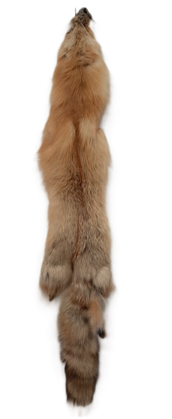 Red Fox, Imperfect Fur (see description)