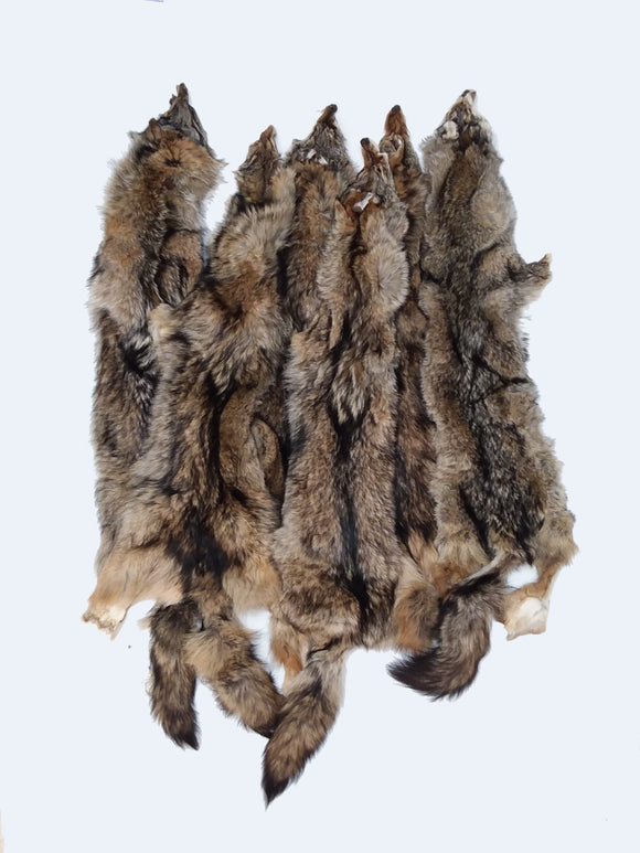 Coyote, Eastern – Dakotaline Furs